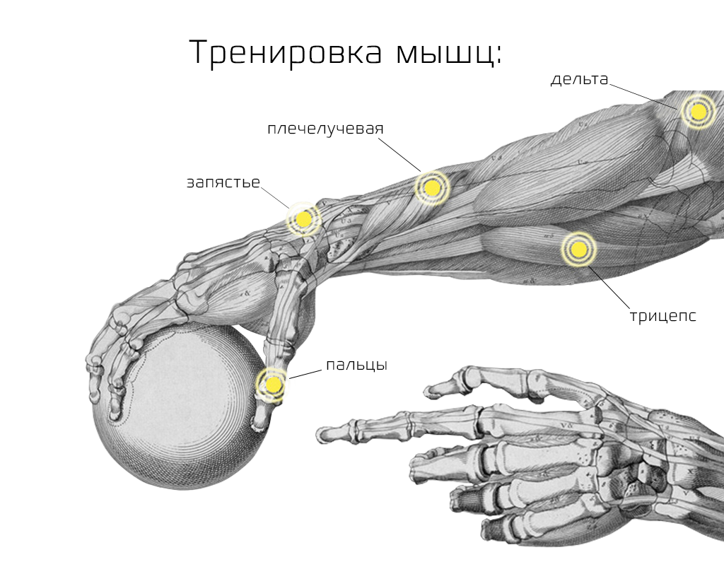 Гироскопический тренажер WildGiro - тренажер, который положительно влияет на мышцы всей руки, позволяет избавиться от стресса и ноющей боли после интенсивных тренировок или сильных нагрузок