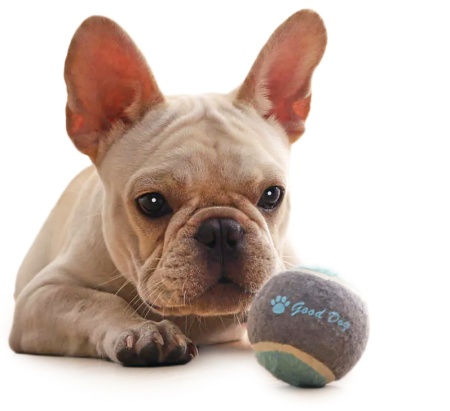 Купить Xiaomi Youpin Little Beast Star Dog (XT32-5001)